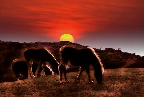 年賀状・イメージ素材/日の出と草原の馬 午年,午,丙午の写真素材