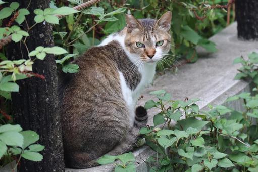 緑の葉に囲まれたコンクリートで振り返る猫 緑の葉に囲まれたコンクリートで振り返る猫 緑,葉,コンクリートの写真素材