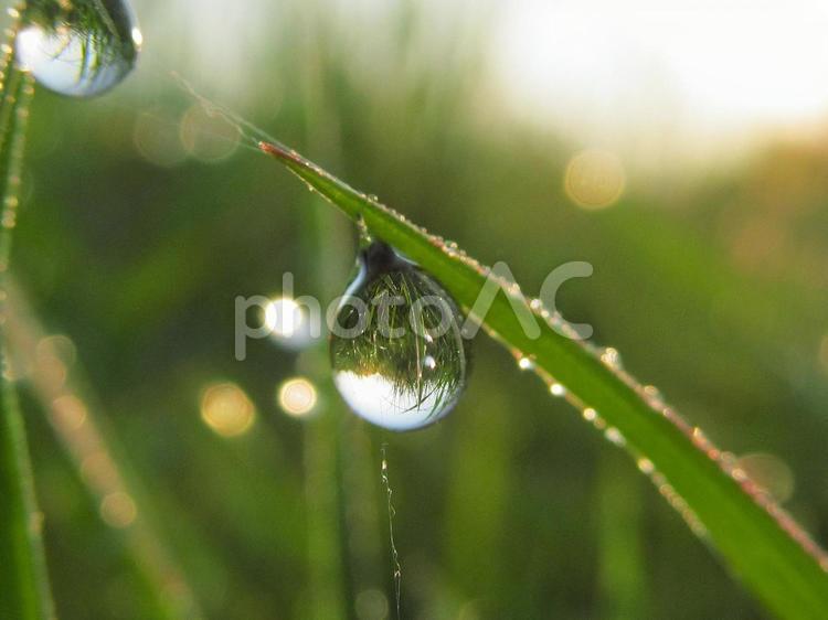 水滴と緑の葉と朝日Water drops 水滴,すいてき,waterの写真素材