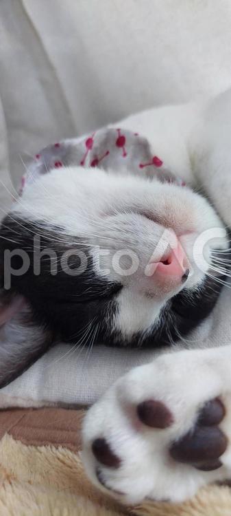 はちわれ ハチワレ,可愛い,ねこの写真素材