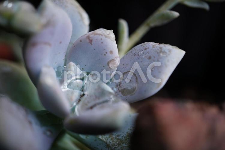多肉植物　しずく 多肉植物,しずく,雨の写真素材