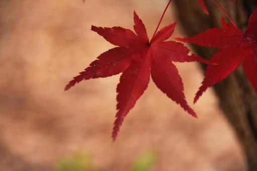 紅葉 紅葉の写真