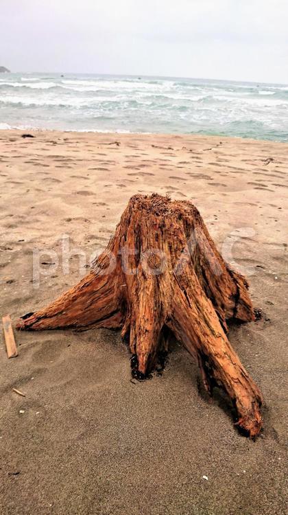 海と流木 日本海,木の根,波の写真素材
