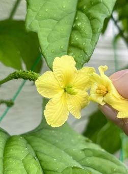 Photo, bitter gourd, flower, pollination, 