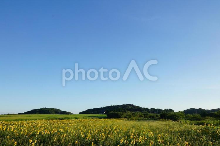 ヒマワリ畑と青空 ひまわり,花畑,植物の写真素材