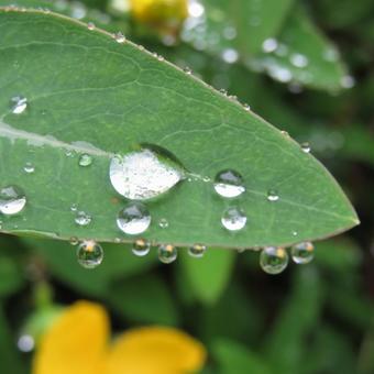 雨上がり・水滴の残る植え込みの葉その13の写真