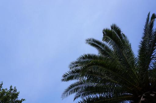 青空の下のヤシの木3 青空の下のヤシの木3 ヤシの木,青空,木の写真素材