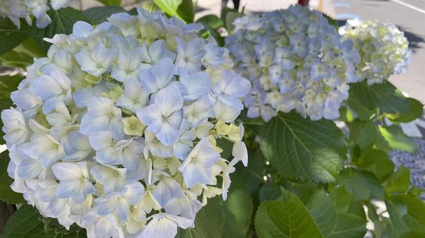 紫陽花 紫陽花,アジサイ,あじさいの写真素材