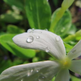 ニチニチソウ（日々草） ニチニチソウ,日々草,花の写真素材