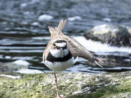 Photo, bird, wild bird, little ringed plover, 