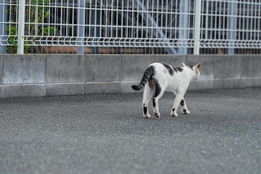 一点を見つめて歩く牛柄猫の写真