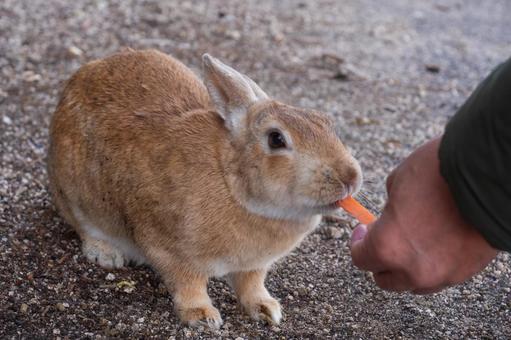 Okuno rabbit eating a carrot, JPG Okuno rabbit eating a carrot, JPG
