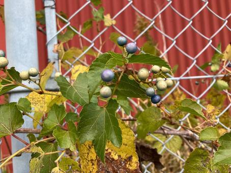 実のなったノブドウ 花,道端,自然の写真素材