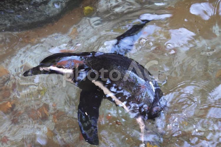 激しく泳ぐケープペンギン 激しく泳ぐケープペンギン ケープペンギン,ペンギン,アフリカンペンギンの写真素材