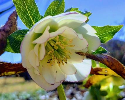 クリスマスローズ　パーティドレス クリスマスローズ,八重咲,ホワイトの写真素材