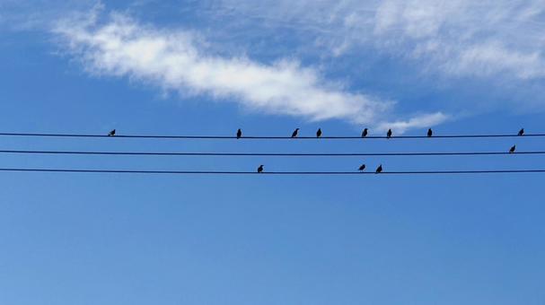 音符の様に止まる電線の鳥 音符の様に止まる電線の鳥の写真