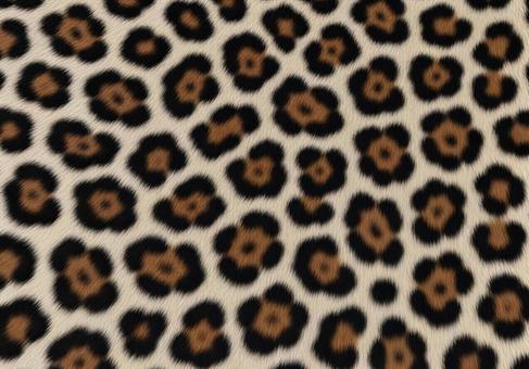 レオパード柄の表面テクスチャ素材 レオパード柄の表面テクスチャ素材の写真
