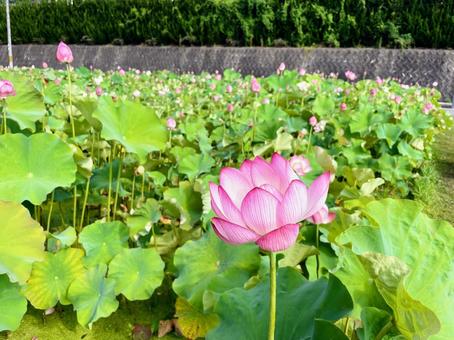 蓮の花 蓮の花の写真