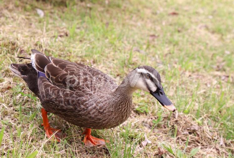 芝生の上を歩くカルガモ カルガモ,軽鴨,カモの写真素材