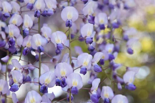 ふじの花(美濃竹鼻別院のふじまつり) ふじの花(美濃竹鼻別院のふじまつり)の写真