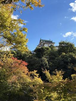 初紅葉 初紅葉,もみじ,紅葉の写真素材