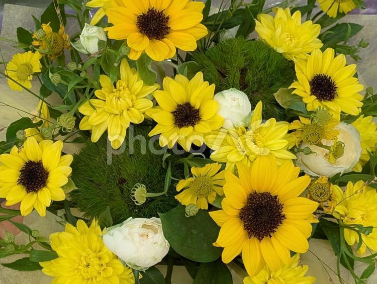 ミニひまわりのフラワーアレンジメント フラワーアレンジメント,ひまわり,インテリアの写真素材
