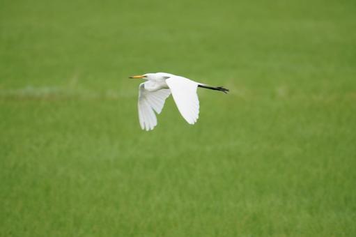 ダイサギ ダイサギの写真