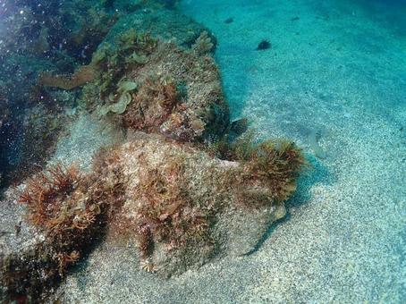 海中に潜む魚と海藻の風景 海中に潜む魚と海藻の風景 水中写真,海の生き物,熱帯魚の写真素材