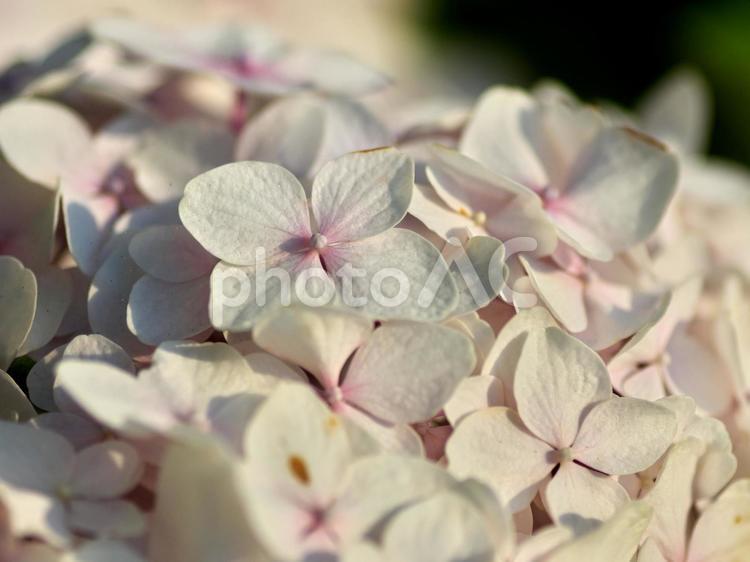 白いのアジサイのクローズアップ アジサイ,花,ピンクの写真素材