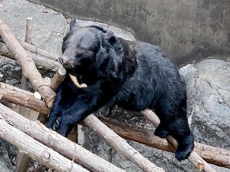 ツキノワグマ ツキノワグマ,ニホンツキノワグマ,夜行性の写真素材