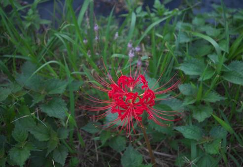 草の中の彼岸花 草の中の彼岸花の写真