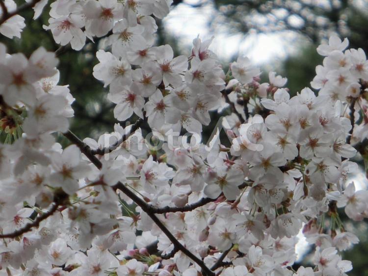 桜 さくら,サクラ,ピンク色の花の写真素材