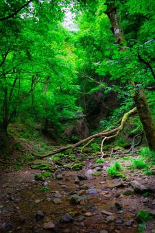 緑深き渓流の囁き 緑深き渓流の囁き 御岳山,東京都,青梅市の写真素材