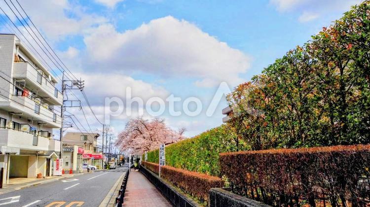 青梅市の春・花曇りの桜＆河辺駅周辺 桜,青梅市,春の写真素材