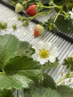 いちごの花 花,いちご,苺の写真素材