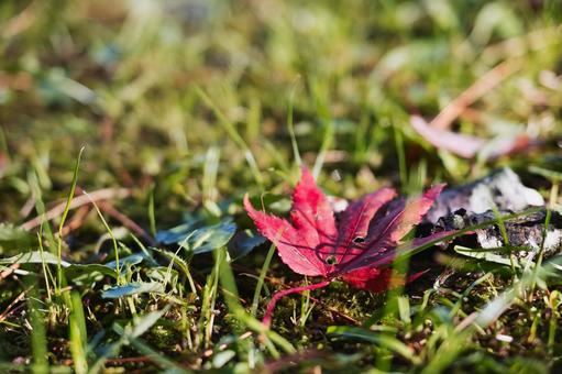 緑の草むらに落ちた鮮やかな赤いモミジの葉 落ち葉,紅葉,モミジの写真素材