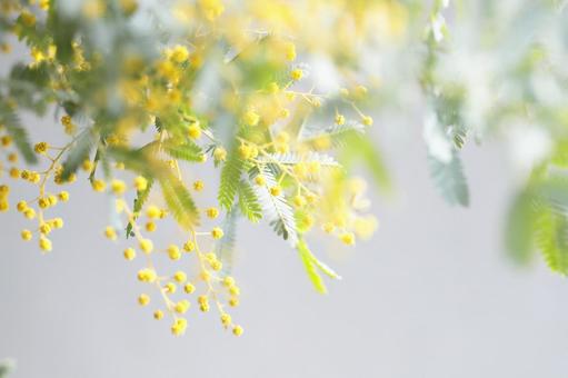 ミモザ ミモザ ミモザ,春,春の花の写真素材