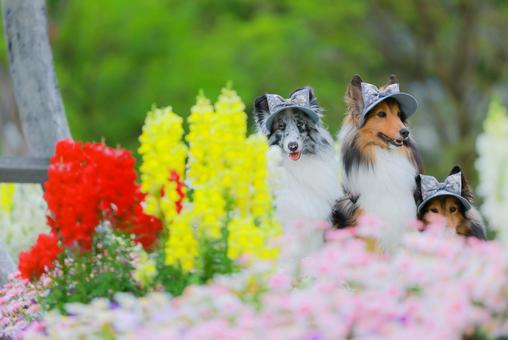 シェルティ シェルティの写真