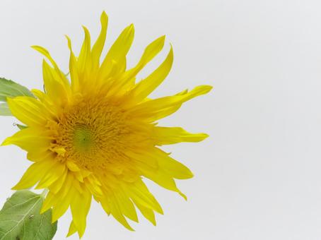 ひまわりの花 ひまわりの花 ひまわり,花,植物の写真素材