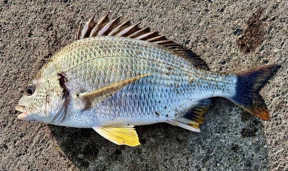 海釣りにて良型キビレ 海釣りにて良型キビレ キビレ,キチヌ,黄チヌの写真素材