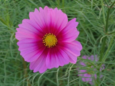 コスモス コスモス,秋桜,秋の写真素材