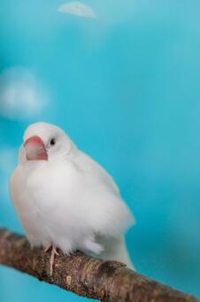 こちらを見る白い文鳥_縦 文鳥,鳥,小鳥の写真素材
