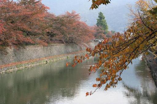 京都紅葉 京都紅葉の写真