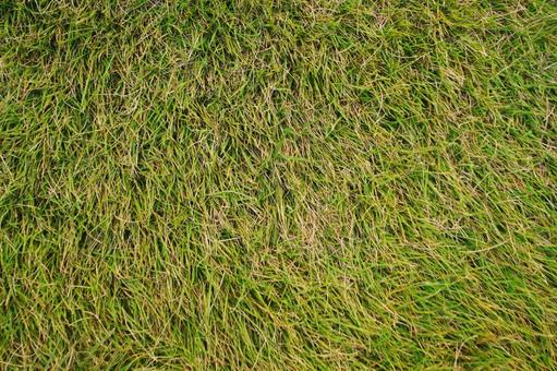 芝生のテクスチャ 芝生,芝,グラスの写真素材