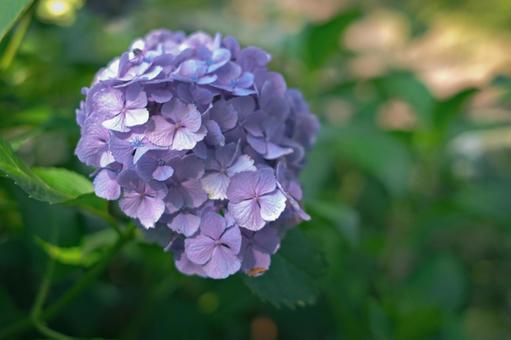Hydrangeas in June, JPG Hydrangeas in June, JPG