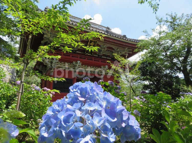 桜川市雨引観音 雨引観音,桜川市,紫陽花の写真素材