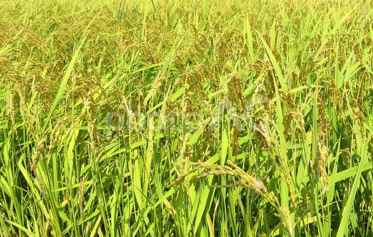 8月の稲穂 稲穂,稲,米の写真素材