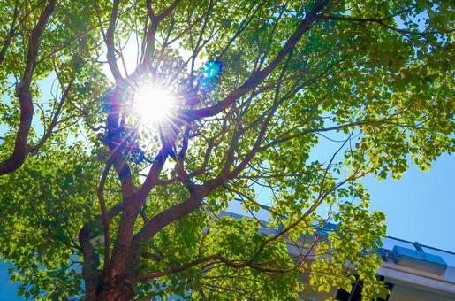 夏の日差し 夏の日差し 太陽,木漏れ日,葉っぱの写真素材