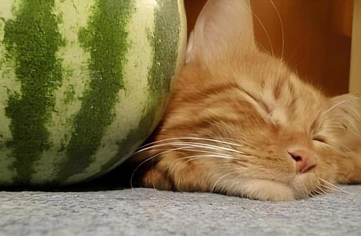すいかとトルコの猫 すいかとトルコの猫 トルコの猫,猫,虎猫の写真素材