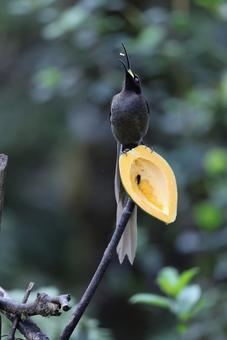 チャイロカマハシフウチョウ チャイロカマハシフウチョウ チャイロカマハシフウチョウ,ゴクラクチョウ,野鳥の写真素材